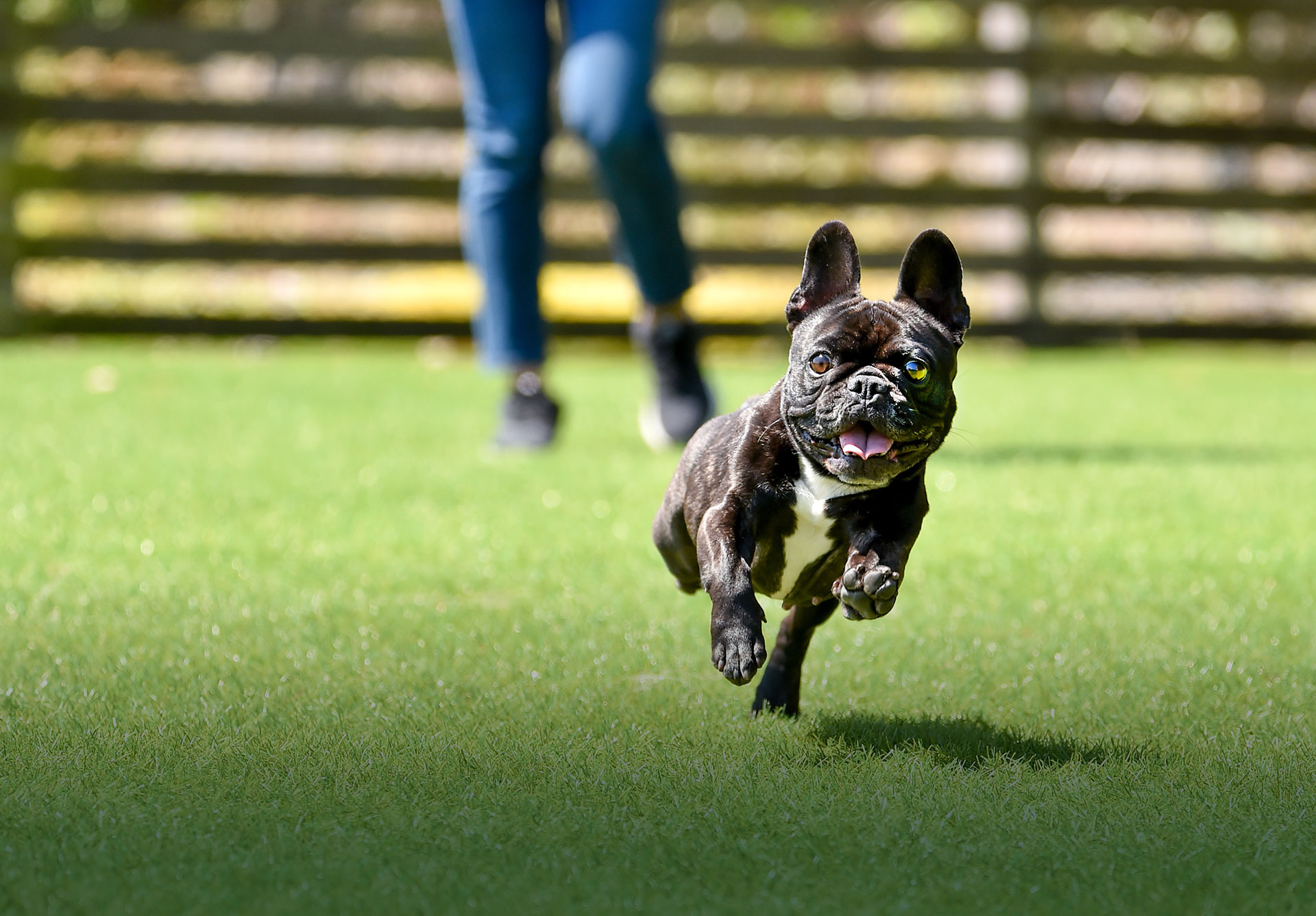 Dog pet artificial turf