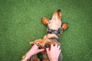 Pet turf