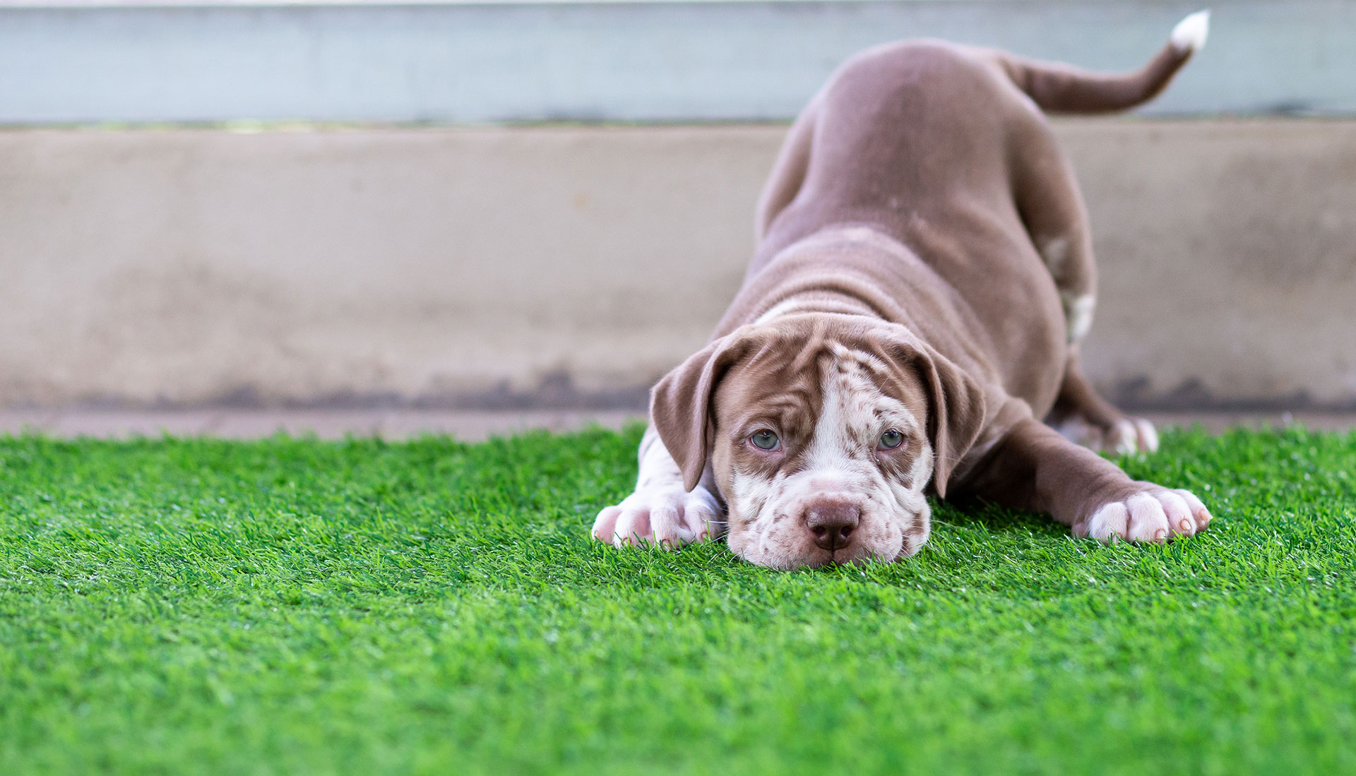 Happy dog playing on artificial pet turf