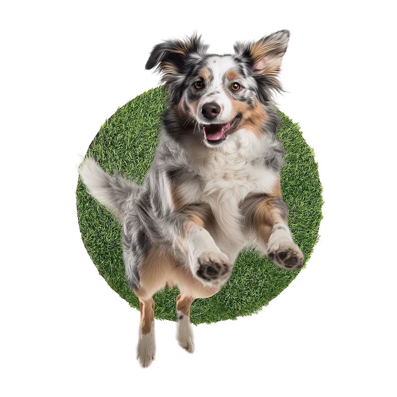 Pet turf installer