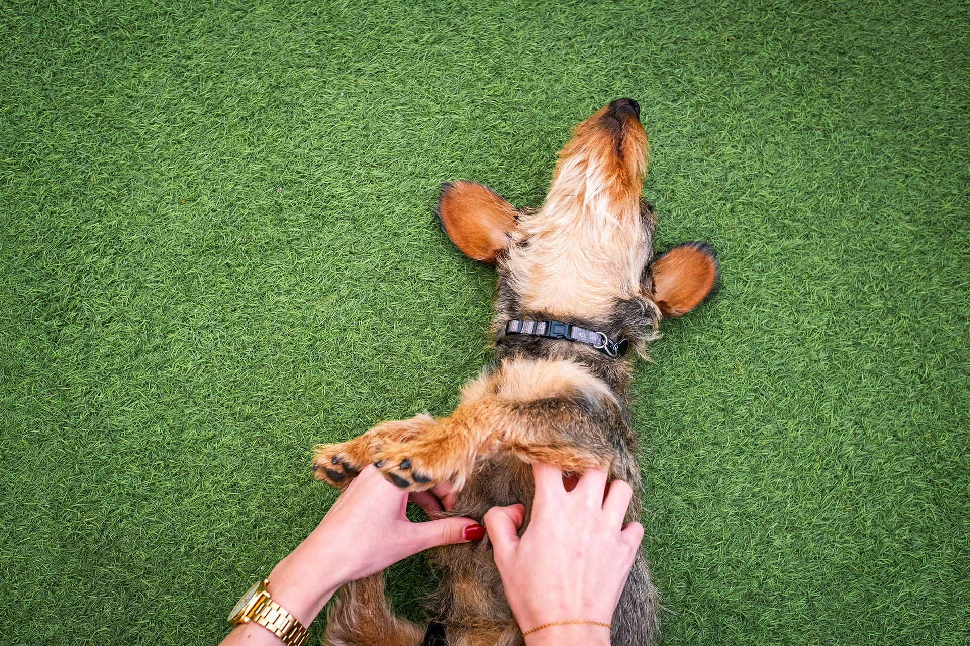 Pet turf installation