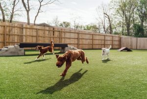 dogs playing on pet turf
