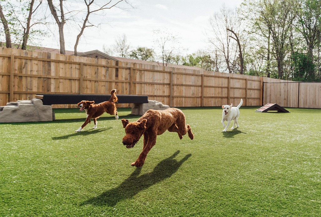 dogs playing on pet turf